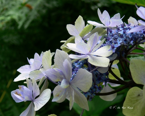 Bois des Moutiers  (72) Summer 2012